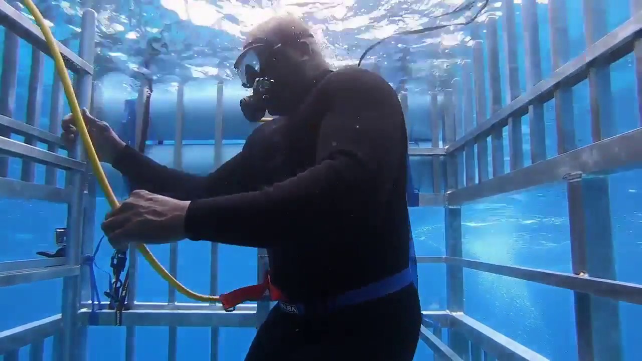 NBA - Vidéo : Shaq se retrouve coincé dans une cage, avec une requin