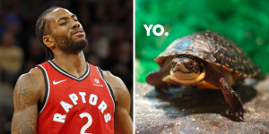 NBA – Le cadeau complètement WTF du zoo de Toronto pour les Raptors