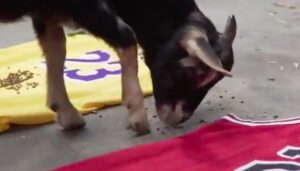 NBA – LeBron ou Jordan, qui est le GOAT ? Une chèvre tranche