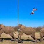Divers – Catapulté par un éléphant, il monte à 6 mètres de haut et dunke