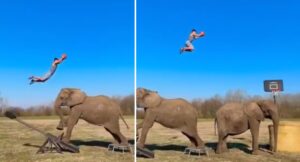 Divers – Catapulté par un éléphant, il monte à 6 mètres de haut et dunke