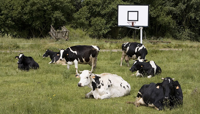 Steven Adams, pivot évoluant dans la franchise NBA de l’Oklahoma City Thunder : « Je me battais au rebond avec des vaches, bro »