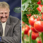 NBA – Une tomate fait le buzz parce qu’elle ressemble parfaitement… à Larry Bird !