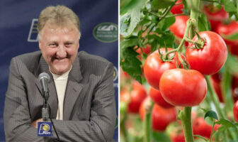 NBA – Une tomate fait le buzz parce qu’elle ressemble parfaitement… à Larry Bird ! Larry Bird a fait le buzz pvrcequ'il ressemble à une tomate