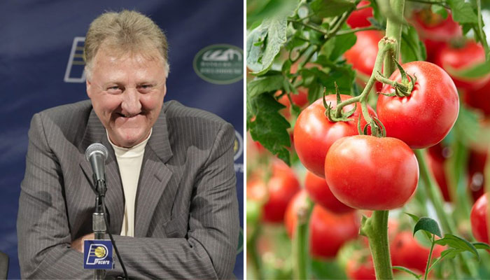 Larry Bird a fait le buzz pvrcequ'il ressemble à une tomate