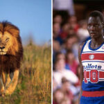 NBA – Comment Manute Bol, le père de Bol Bol, a réussi à tuer un lion sans fusil