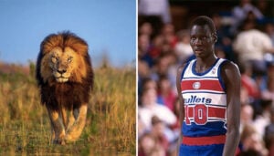 NBA – Comment Manute Bol, le père de Bol Bol, a réussi à tuer un lion sans fusil