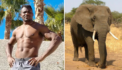 UFC – La punchline épique de Ngannou : « C’est pas parce que t’as joué avec des bébés animaux que… »