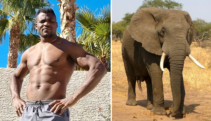 Le jour où Francis Ngannou a porté un éléphant au Cameroun