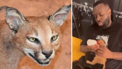 Après avoir salement humilié Gims, la Ligue de Animaux en remet une couche : « Commencez par… »