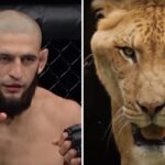 UFC – La vidéo dingue de Khamzat Chimaev qui affronte un « ligre », terrifiant félin !